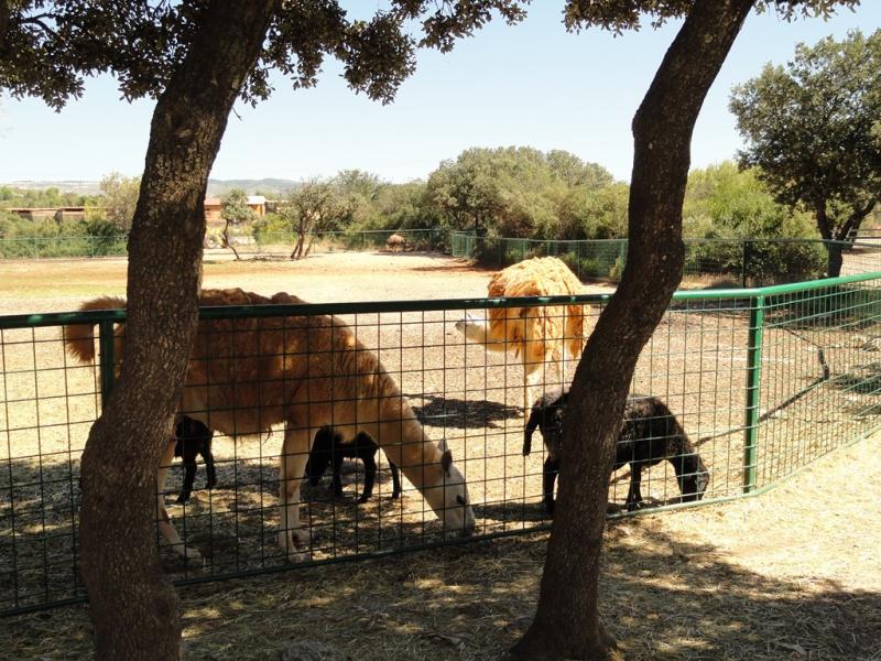 Mouton Karakul - Lama