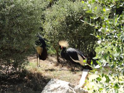 Ibis rouge - Grue couronnée - 2010