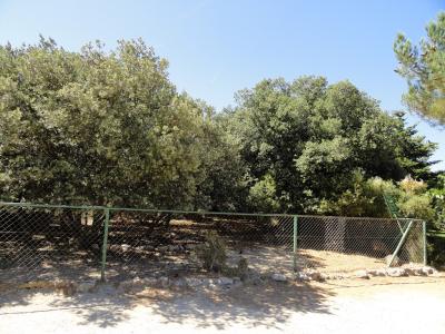 Pécari à collier - 2010