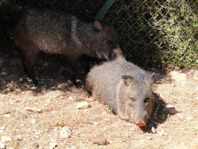 Pécari à collier - 2010
