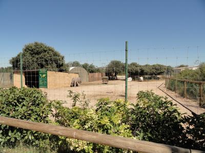 Zèbre de Burchell - 2010