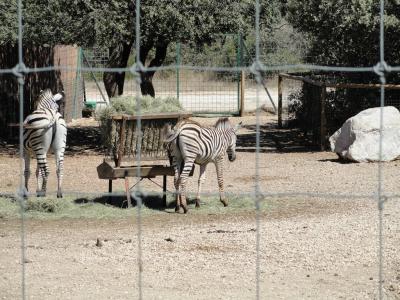 Zèbre de Burchell - 2010