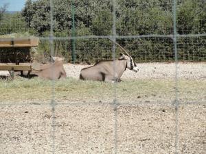 Oryx beisa