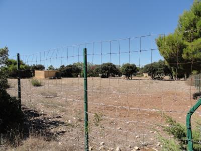 Oryx algazelle - 2010