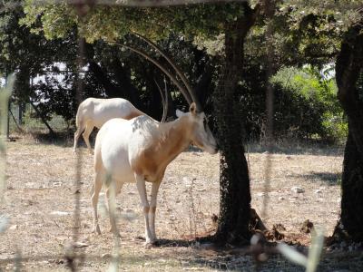 Oryx algazelle - 2010