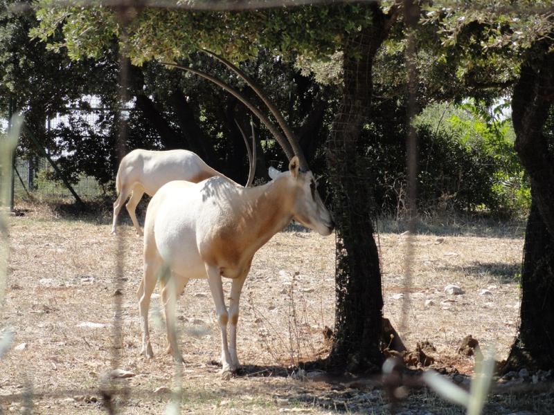 Oryx algazelle