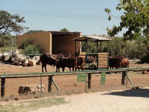 Watusi