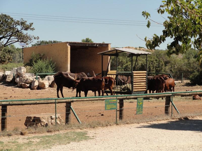 Watusi