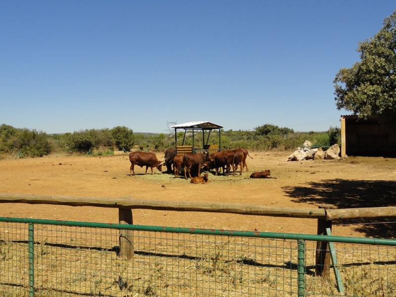 Watusi