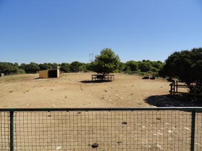 Bison d'Amérique - 2010