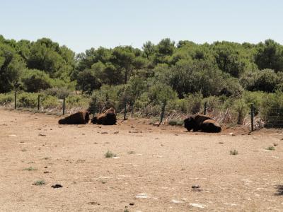 Bison d'Amérique - 2010