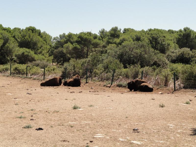 Bison d'Amérique