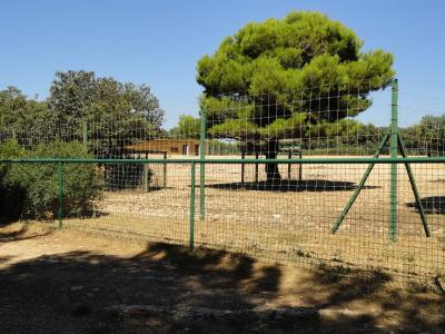 Daim - Nilgaut - Cervicapre - 2010