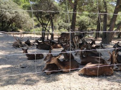 Cerf du père David - 2010