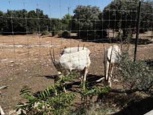 Oryx algazelle