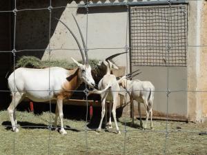 Oryx algazelle