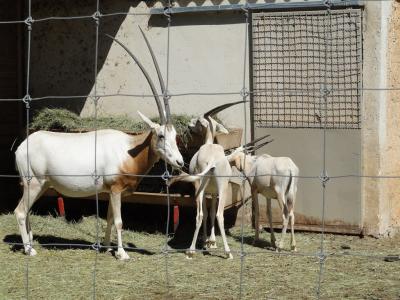 Oryx algazelle - 2010