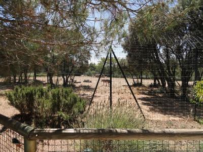 Loup d'Europe - 2010