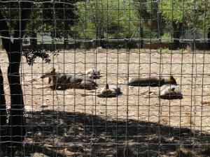 Loup d'Europe
