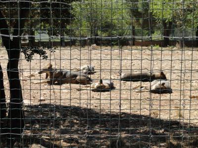 Loup d'Europe - 2010