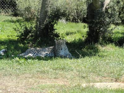 Panthère de Perse - 2010