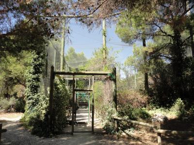 Vautour fauve - Vautiour africain - 2010