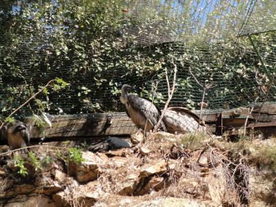 Vautour fauve - Vautiour africain - 2010