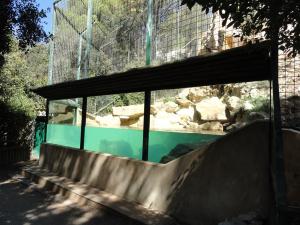 Tigre