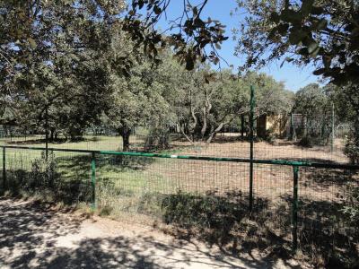 Loup à crinière - 2010