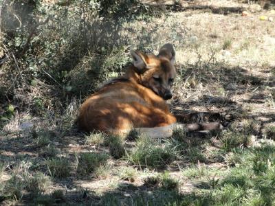 Loup à crinière - 2010