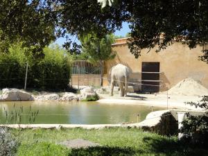 Eléphant d'Asie