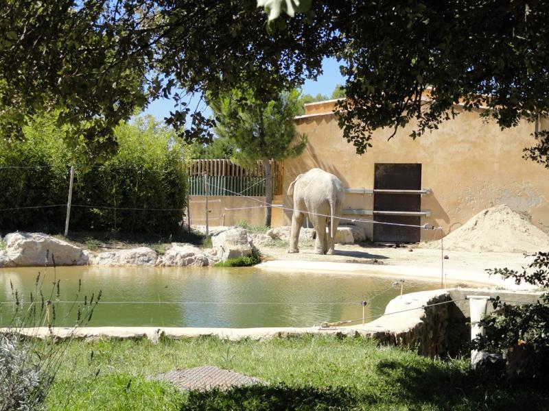 Eléphant d'Asie