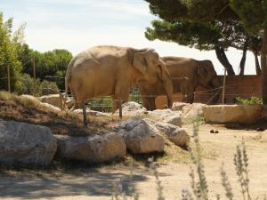 Eléphant d'Asie
