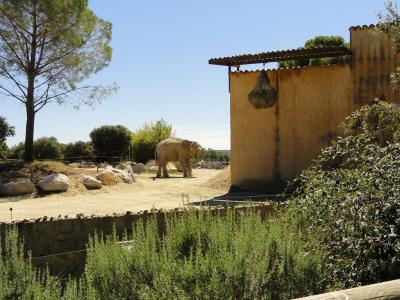 Eléphant d'Asie - 2010