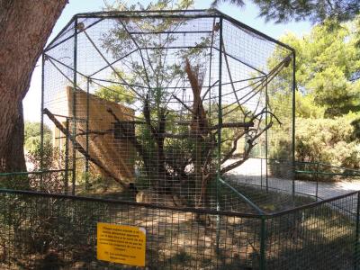 Ouistiti à pinceaux - 2010