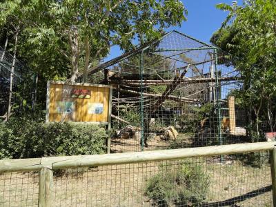 Cercopithèque de Brazza - 2010