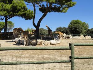 Girafe de Kordofan