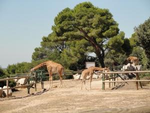 Girafe de Kordofan