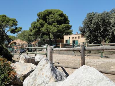 Girafe de Kordofan - 2010