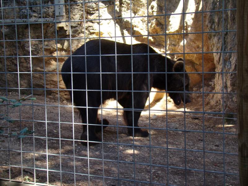 Ours brun