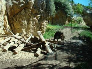 Ours brun