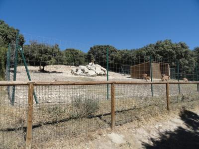 Mouflon à manchettes - 2010