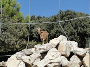 Mouflon à manchettes