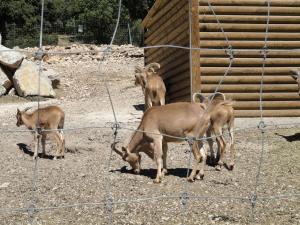Mouflon à manchettes