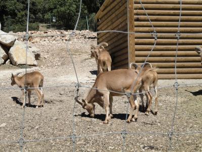 Mouflon à manchettes - 2010
