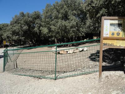 Wallaby de Bennett - 2010