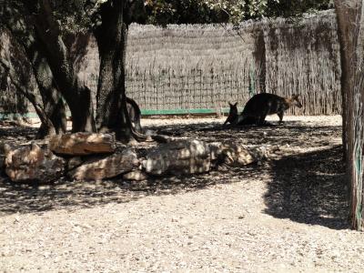 Wallaby de Bennett - 2010