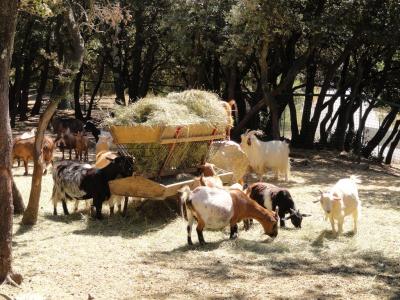 Chèvre naine - 2010