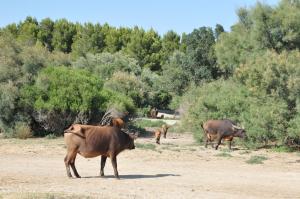 Buffle nain des forêts
