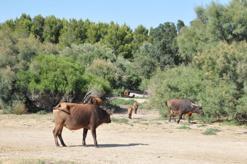 Buffle nain des forêts
